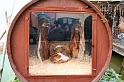 Presepe nella botte con riflesso